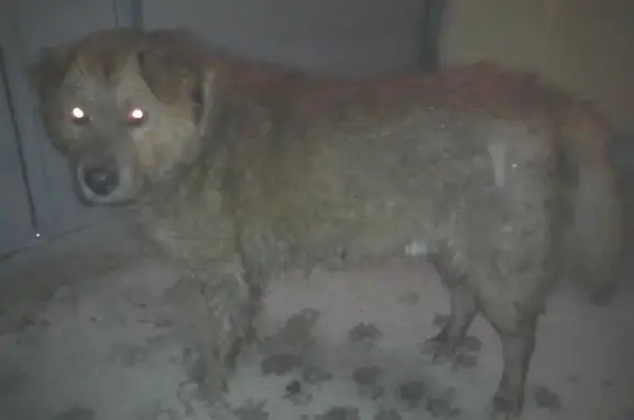 Найдена собака в Солнечном на улице Днепропетровская