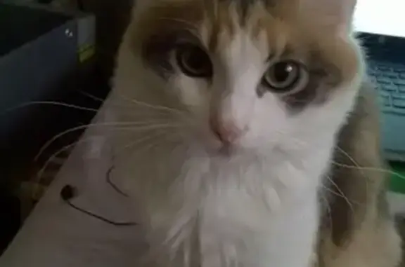 Пропала трехцветная кошка в Домодедово