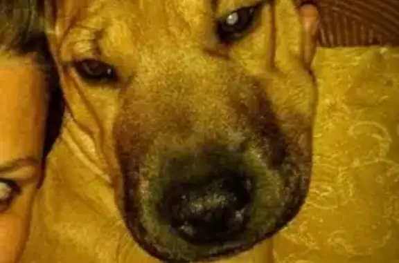 Пропала собака Лёля в Сормово, Нижний Новгород
