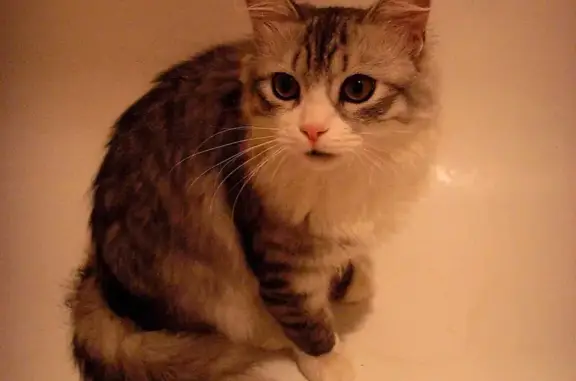Пропала кошка в Рузино, 130А, вознаграждение.