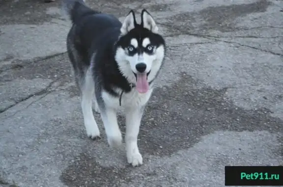 Пропала собака в районе дачи ПТО, массив 