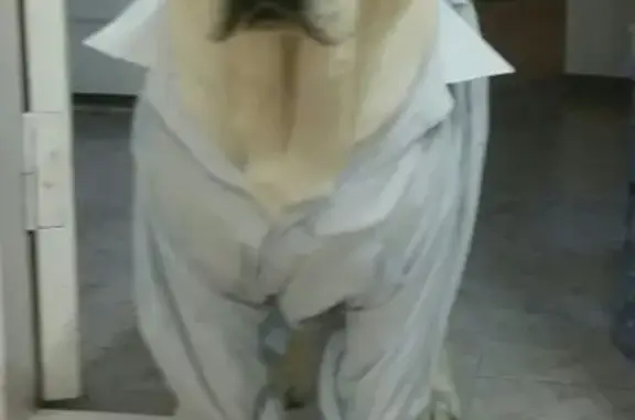 Собаки потеряшки, Сулинское, фото: Потеряшка собака в Х. Кургане, вознаграждение за информацию.