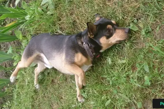 Пропала собака в садовом обществе 