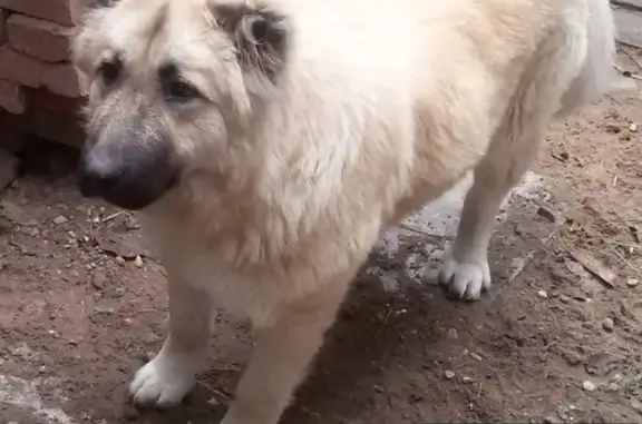Пропала собака в Сергиевом Посаде, помогите найти!
