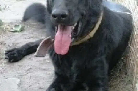 Пропала собака в Сочи, район Светланы, Фабрициуса, овчарка, 4 года, коричневый ошейник.