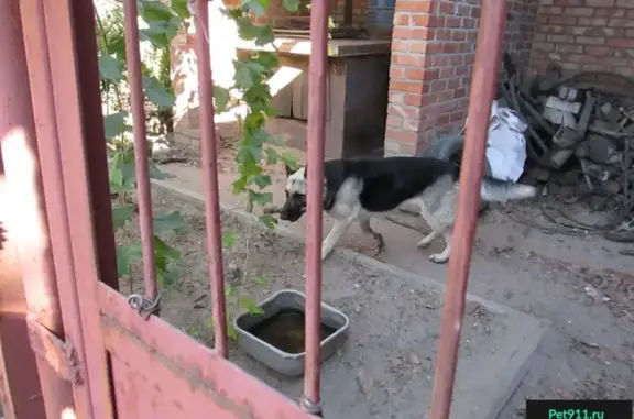 Пропала собака на ул. Вятская, Ростов-на-Дону