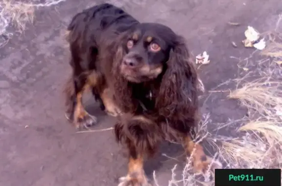 Пропала собака в Ростове на Дону, микрорайон Болгарстрой