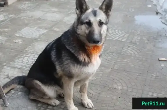 Пропала собака в Западном микрорайоне Ростова-на-Дону