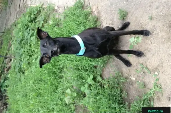 Пропала собака Чип в Железнодорожном районе, Ростов-на-Дону