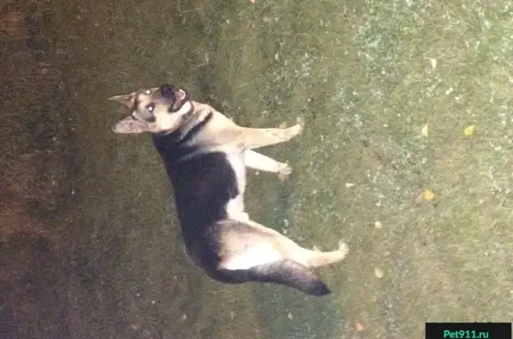 Пропала собака Капитан в районе Самарово, Ханты-Мансийск