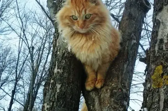 Пропал кот Рыжик в Туле на Косой Горе