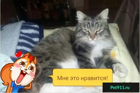 Пропала кошка в Приокском районе, Нижний Новгород