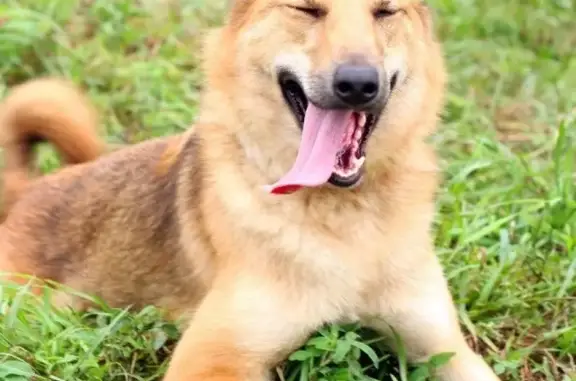 Пропала рыжая собака на 23 км МКАД, вознаграждение за находку!