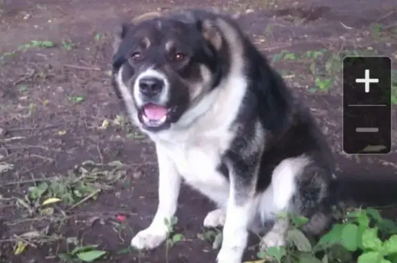 Пропала собака в центре Перми (Дзержинский район)
