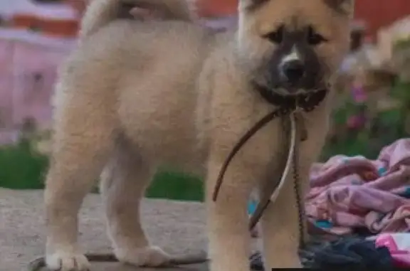 Пропала собака в Константиновке