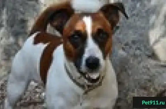 Пропала собака в Колобово, Севастополь
