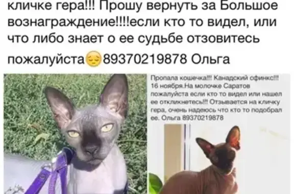 Пропала кошка в Мирном, Саратовская область
