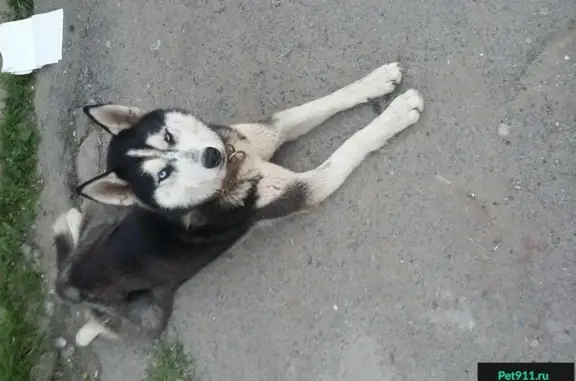 Пропала собака в Батайске, Ростовская область