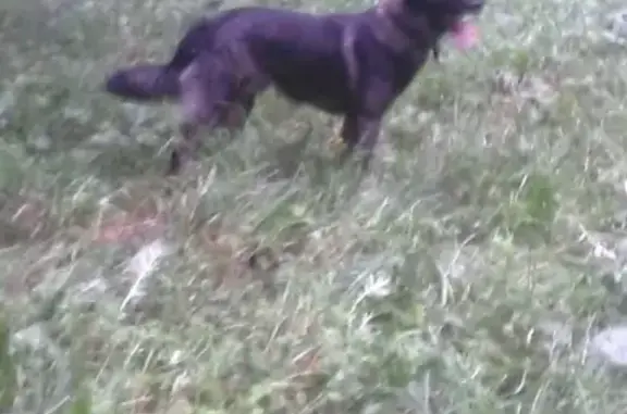 Пропала собака Малыш в Домодедово, ищем своего питомца!