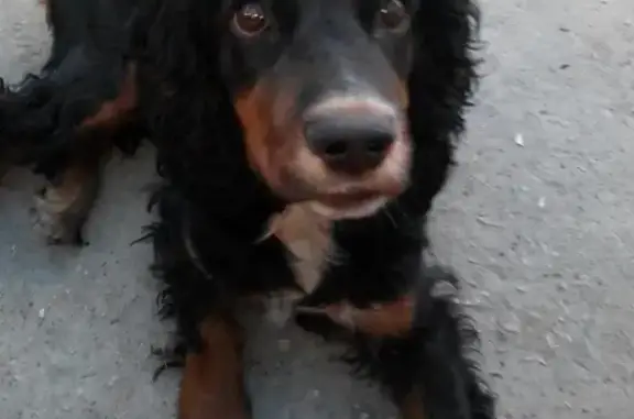 Пропала собака в Керчи, возможно на Пошивальниково, в зелёном ошейнике.