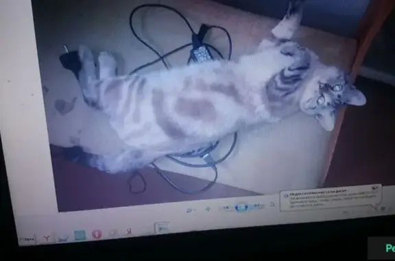 Пропала полусиамская кошка в районе 21 Амурской (Омск)
