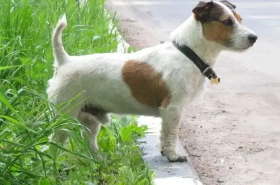 Пропала собака в с. Ивановское, Ногинский район
