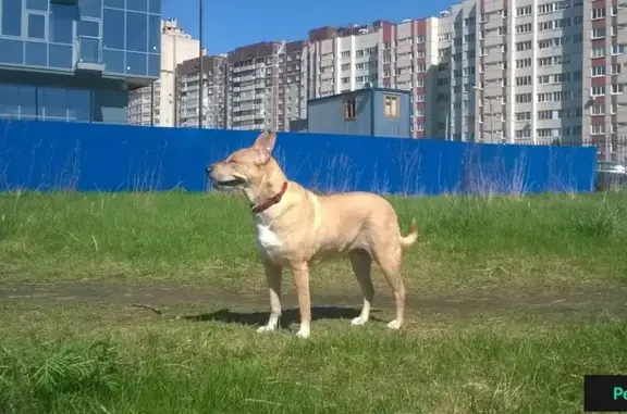 Пропала рыжая собака в Чудовском районе, вознаграждение.