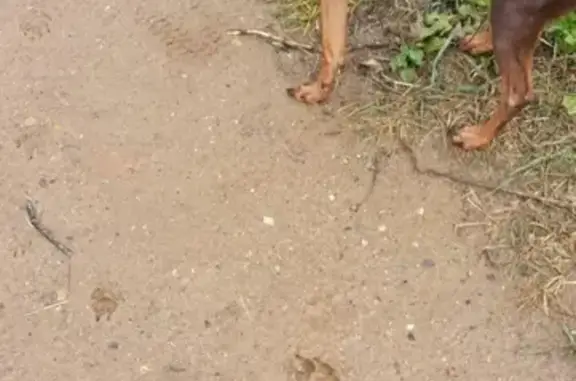 Пропала собака на ул. Кожуховская, Люберцы