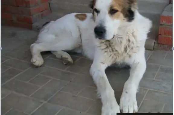 Пропала собака в деревне Костино