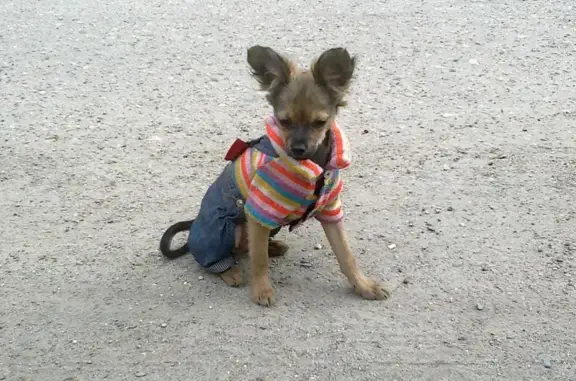 Пропала собака в Малом Безгачево