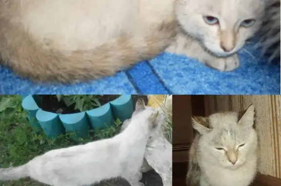 Пропала кошка Мелиса в районе Каштака