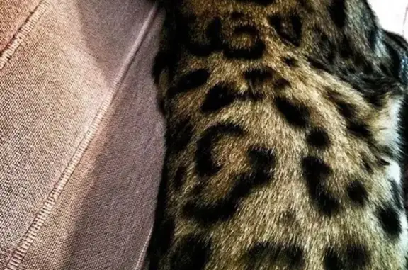Пропала кошка в Новокуркино, леопардовый окрас