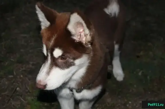 Пропала собака Сибирский Хаски в Правобережном районе, Магнитогорск