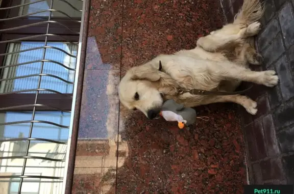 Пропала собака Голден ретривер в Вахитовском районе, Казань