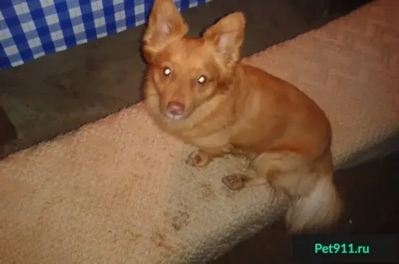 Пропала собака в Орудьево, Московская область