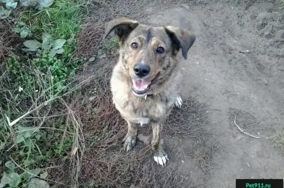 Пропала собака в Пушкинском районе, посёлок Черкизово