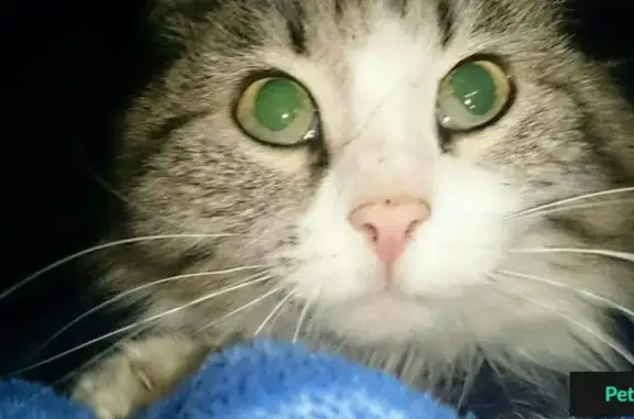 Кошки потеряшки, СНТ Алёшиха-1, фото: Потеряшка кошка Тася в дачном поселке Алешиха, Пермский край