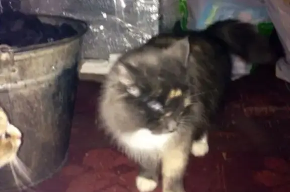 Пропала кошка из СНТ Отдых в Бердске