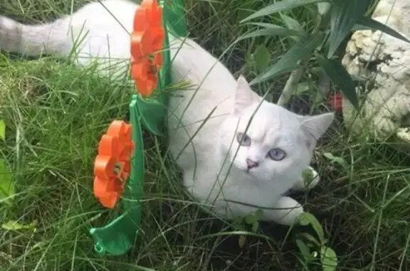 Пропала кошка в Щербинке: ищем Лео!