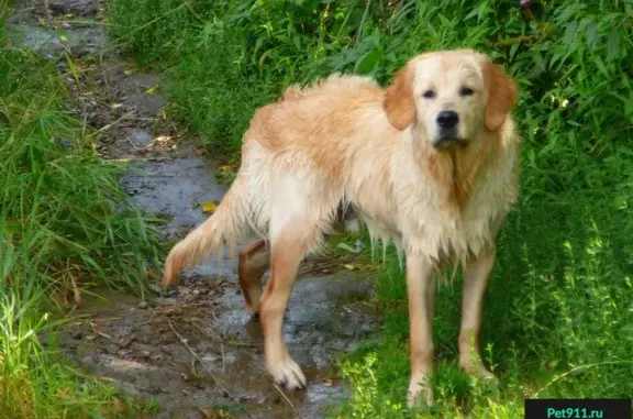 Пропал щенок золотистого ретривера в Зеньковском парке, Новокузнецк