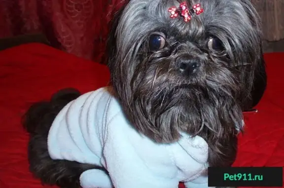 Пропала собака в Курской боласти: порода Ши-Тцу, кличка Мучик.