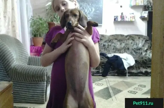 Пропала собака на ул. Республиканской в Нижнем Новгороде