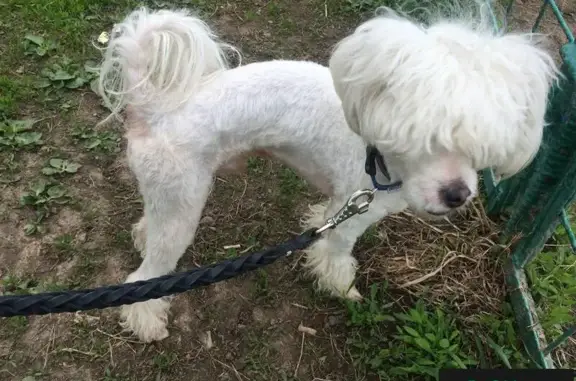 Найден белый пес с 2 ошейниками в Южном Бутово, Москва