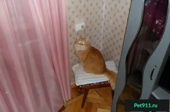 Пропала пушистая кошка в Новокосино