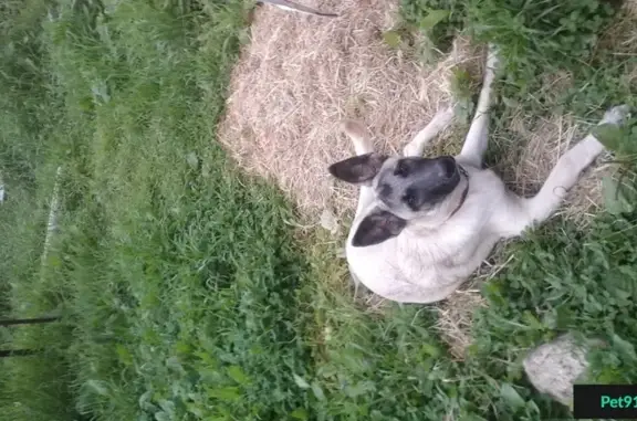 Пропала собака в Исаевском ручье, Тверская область