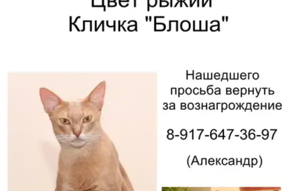 Пропала кошка на ул. Качинцев, Волгоград