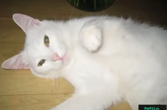 Пропала белая кошка в Нижнем Новгороде