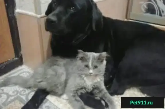 Собаки потеряшки, СНТ Пристань-2, фото: Потеряшка собака в снт Пристань-2, нужна помощь.