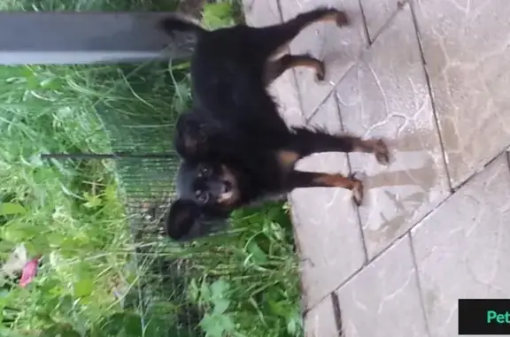 Пропала собака Тася в Одинцовском р-не