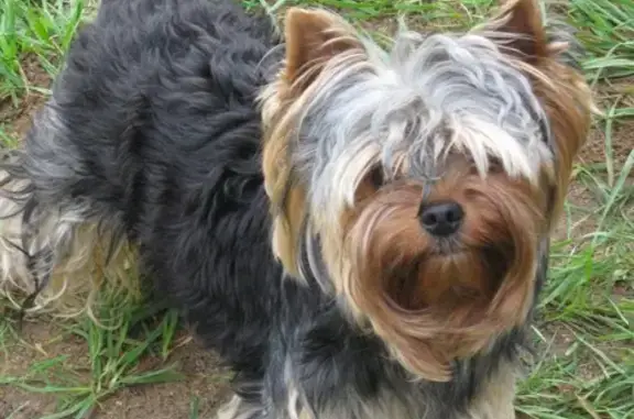 Пропала собака в Румянцевском саду на В.О.